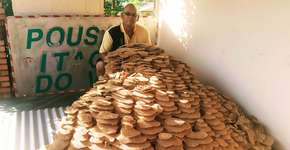 Ninho gigante de vespas assusta moradores no interior de SP