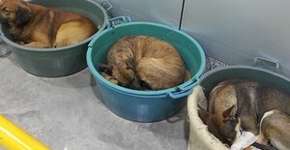 Foto: (Imagem sem texto alternativo disponivel ID [671099])