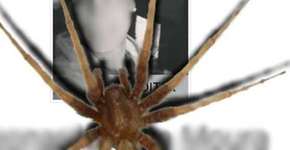 Cuidado com o golpe da aranha no perfil do Facebook