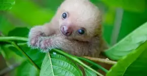 Fotógrafa dedica a vida a fazer imagens preguiças órfãs