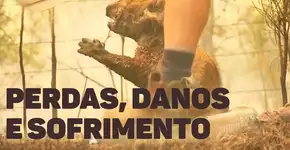 Entenda os impactos do fogo na Austrália