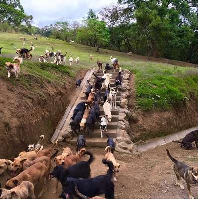 Sítio na Costa Rica abriga 700 cachorros vira-latas
