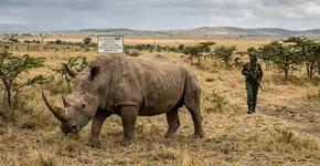 Animais em perigo de extinção, dos quais restam apenas 2 no mundo