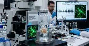 Cientistas conseguiram reativar o hipocampo de um camundongo após congelá-lo e descongelá-lo