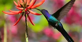 Passeio guiado no Ibirapuera apresenta as aves do parque
