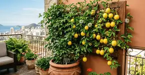 Foto: (Imagem sem texto alternativo disponivel ID [2769391])