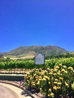 Vinícola Constantia - Cape Town