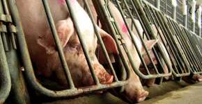 Campanha pede fim das gaiolas que aprisionam porcas reprodutoras