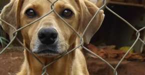 Senado amplia tempo de prisão para quem maltratar cães e gatos