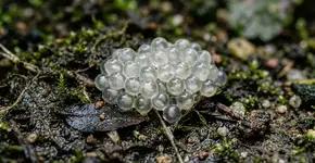 Ovos de lesma no solo: como reconhecê-los e impedir sua eclosão?