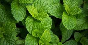 Foto: (Imagem sem texto alternativo disponivel ID [826659])