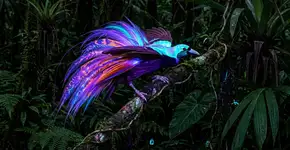 Estudo revela que muitas espécies de aves-do-paraíso emitem luz através de sua plumagem