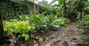 Foto: (Imagem sem texto alternativo disponivel ID [2753340])