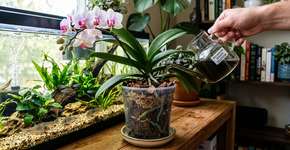 A água de aquário é boa para as orquídeas? E qual a maneira correta de adicioná-la à planta?