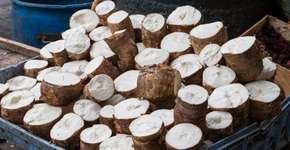 Tijolo à base de mandioca é triplamente ecológico