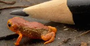 Descoberta duas novas espécies de mini sapos no Paraná