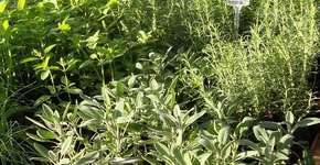 Foto: (Imagem sem texto alternativo disponivel ID [1842460])