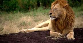 Leão, o mais social de todos os felinos, ameaçado de extinção