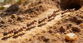 Foto: (Imagem sem texto alternativo disponivel ID [2703585])