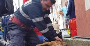 Bombeiro faz respiração boca a boca para salvar cachorro