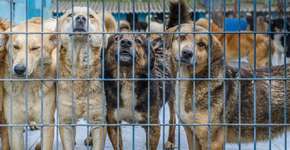 Seis vantagens para quem quer adotar um cão adulto