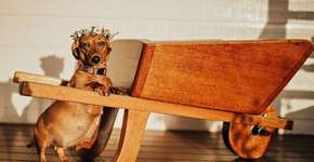 Cadelinha grávida ganha o ensaio mais fofo que você respeita