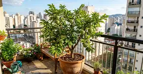 A fruta do conde que antes era conhecida só no sítio, hoje produz em vasos na varanda do apartamento