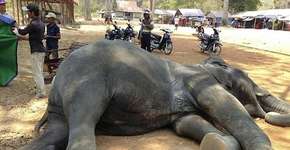 Foto: (© Yem Senok/Facebook)