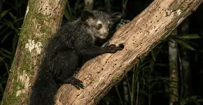 Foto: (Imagem sem texto alternativo disponivel ID [2741097])