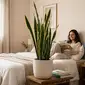Da redação: Espada-de-são-jorge: 6 vantagens de ter essa planta em casa e como multiplicá-la corretamente