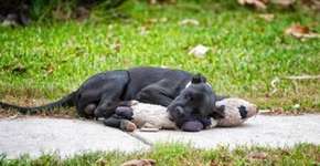 Cão desamparado é encontrado abraçando ursinho de pelúcia