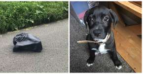 Mulher adota cachorro abandonado dentro de saco de lixo