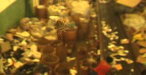 Foto: (Imagem sem texto alternativo disponivel ID [1851872])