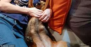 Cachorro resgatado e adotado descobre câncer em tutora