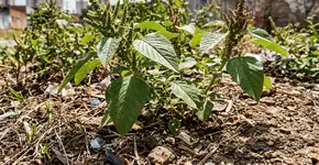 Foto: (Imagem gerada por IA/Gemini)