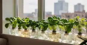 Foto: (Imagem sem texto alternativo disponivel ID [2721856])