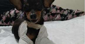 Cadela dá exemplo de superação após cair de prédio e quebrar patas