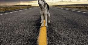 Norte-americano compartilha fotos de viagem com seu cão para inspirar as pessoas a fazer o mesmo