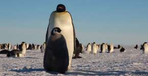 Câmeras revelam vida secreta dos pinguins da Antártida