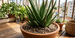 Foto: (Imagem sem texto alternativo disponivel ID [2767784])