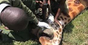 Girafa com tumor no olho recebe tratamento