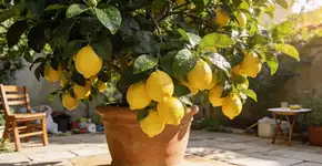 Foto: (Imagem sem texto alternativo disponivel ID [2714474])