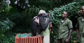 Chimpanzé é devolvida para a selva e abraça sua salvadora antes de partir
