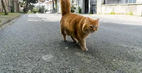 Gato é o primeiro animal infectado com coronavírus no Brasil