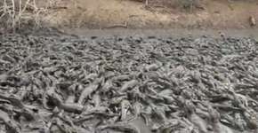 Dezenas jacarés estão presos em lamaçal no Pantanal; veja