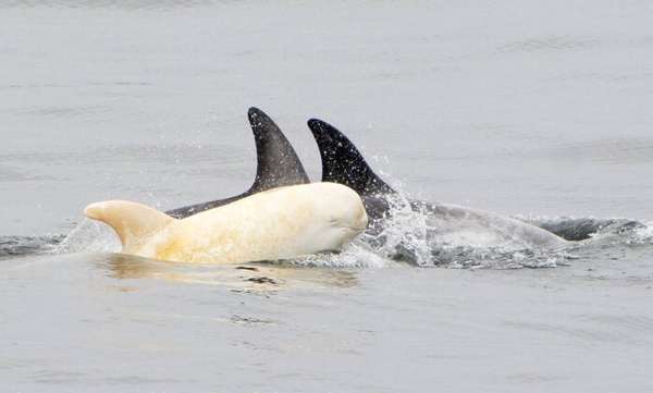 Segundo pesquisadores, se trata de um filhote de golfinho que foi avistado em setembro de 2015 quando ainda era um recém-nascido 