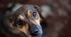 Em SP, pets podem ter RG digital; saiba como solicitar