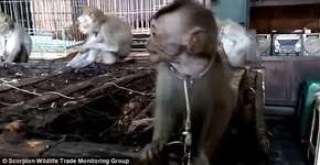 Foto: (© Scorpion Wildlife Trade Monitoring Group)