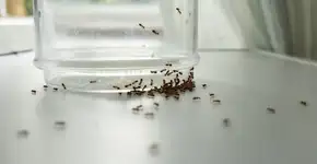 Afastando formigas da cozinha: método natural e eficaz sem inseticidas