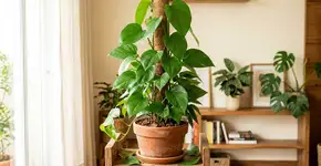 O que é necessário para ter uma jiboia gigante com folhas sempre verdes?